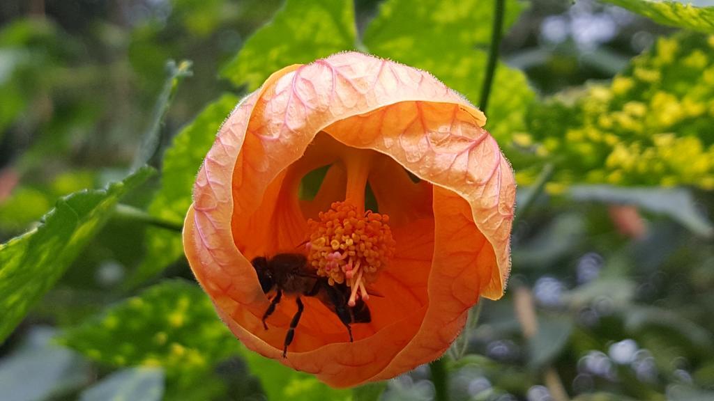 Old Nectar Villa Stellenbosch Luaran gambar